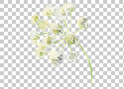 免扣素材免费下载绘画装饰花草png 