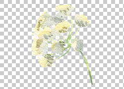 免扣素材免费下载绘画装饰花草png 