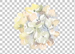 免扣素材免费下载绘画装饰花草png 