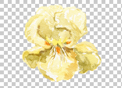 免扣素材免费下载绘画装饰花草png 