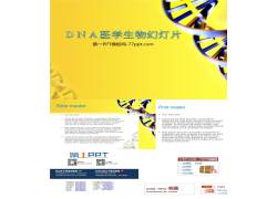 PPT模版下载-DNA医学生物ppt