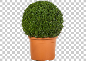 免扣素材免费下载Buxus semp