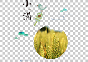 小满节气免抠素材 (