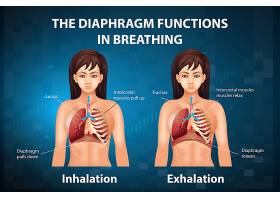 EPS矢量素材下载-横膈膜在呼吸中起作用
