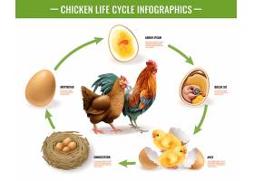 EPS矢量素材下载-鸡的生命周期阶段从受