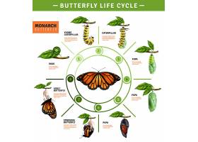 EPS矢量素材下载-蝴蝶生活史信息图_6