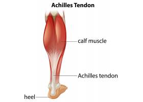 EPS矢量素材下载-跟腱医学信息图_11