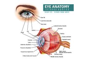 EPS矢量素材下载-逼真的眼睛解剖信息图