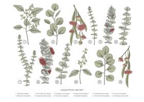 EPS矢量素材下载-桉树分支手绘植物插图