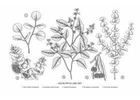 EPS矢量素材下载-桉树分支手绘植物插图