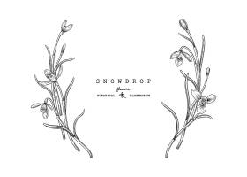 EPS矢量素材下载-Snowdrop花手